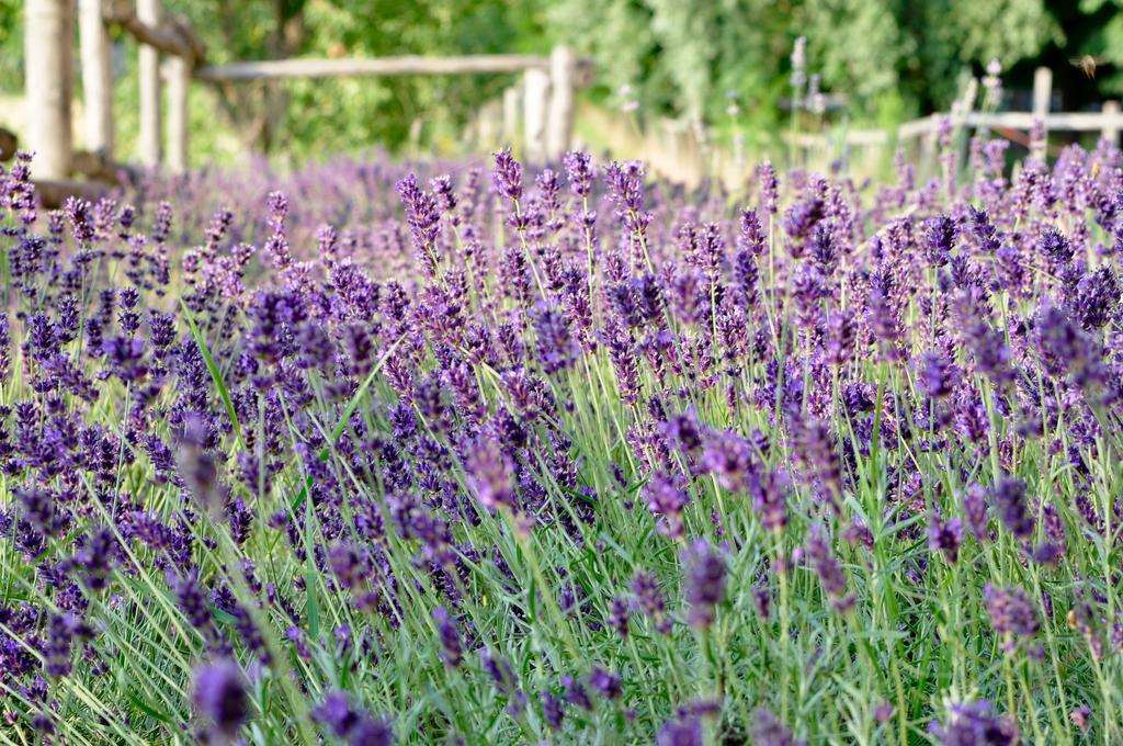 Le Macine Relais Bed & Breakfast Cairo Montenotte Eksteriør bilde